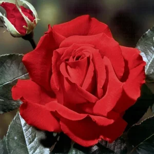 Red Hybrid Tea Rose Live Plant - Fragrant Christian Dior Shrub, 5-9 Inch Tall - Image 7