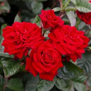 Red Hybrid Tea Rose Live Plant - Fragrant Christian Dior Shrub, 5-9 Inch Tall - Image 8