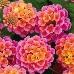 Red Lantana Live Plants - 2-Pack Perennial Flowers for Outdoors - Image 6