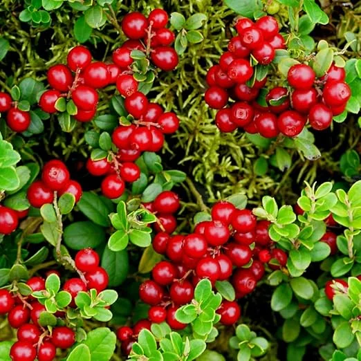 Red Lingonberry Live Plant – Starter Bush – 4 to 6 Inch Tall – Outdoor - Image 3
