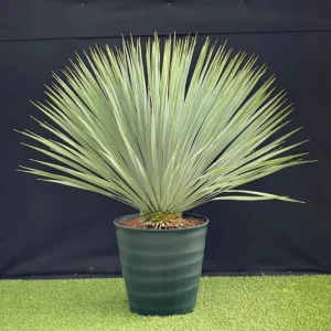 Red Lipstick Palm Live Plant – 3 Gallon Pot – Large Fully Rooted – Indoor Outdoor - Image 10