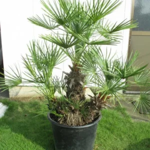 Red Lipstick Palm Live Plant – 3 Gallon Pot – Large Fully Rooted – Indoor Outdoor - Image 13