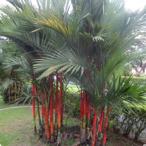 Red Lipstick Palm Live Plant – 3 Gallon Pot – Large Fully Rooted – Indoor Outdoor - Image 15