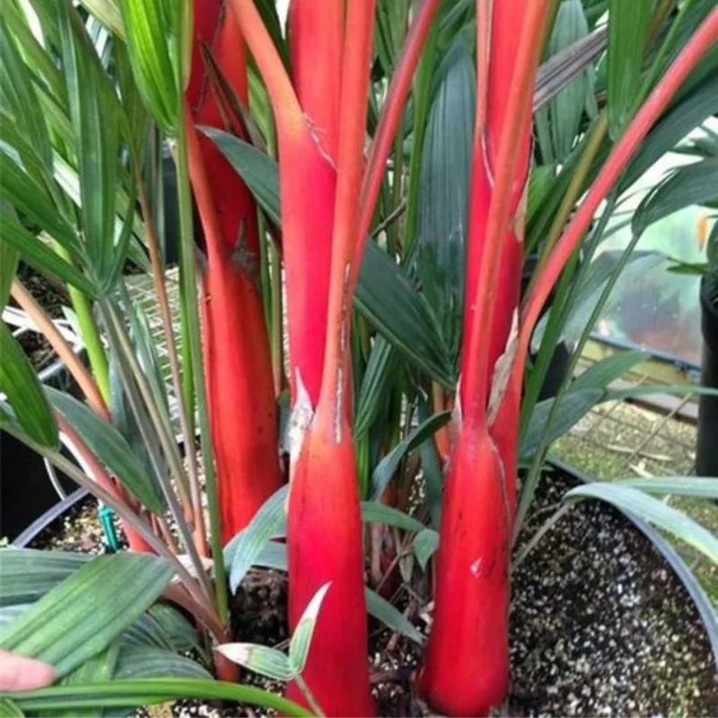 Red Lipstick Palm Live Plant – 3 Gallon Pot – Large Fully Rooted – Indoor Outdoor - Image 4