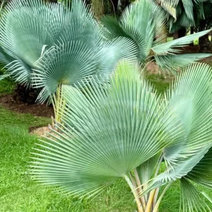 Red Lipstick Palm Live Plant – 3 Gallon Pot – Large Fully Rooted – Indoor Outdoor - Image 6