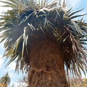 Red Lipstick Palm Live Plant – 3 Gallon Pot – Large Fully Rooted – Indoor Outdoor - Image 1