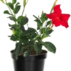 Red Mandevilla Live Plant – 2-Pack, 4-6 Inch Tall – Outdoor Flowering Vine - Image 4