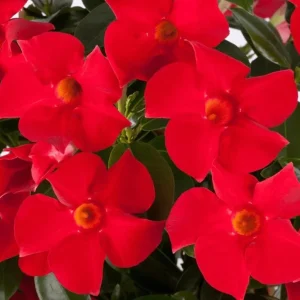 Red Mandevilla Live Plant - Tropical Flowering Vine 10-20 Inch Tall - Image 2