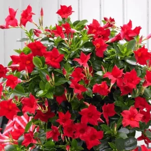 Red Mandevilla Live Plant - Tropical Flowering Vine 10-20 Inch Tall - Image 5
