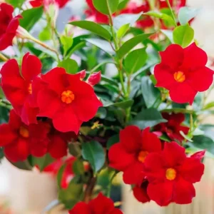 Red Mandevilla Live Plant - Tropical Flowering Vine 10-20 Inch Tall - Image 1