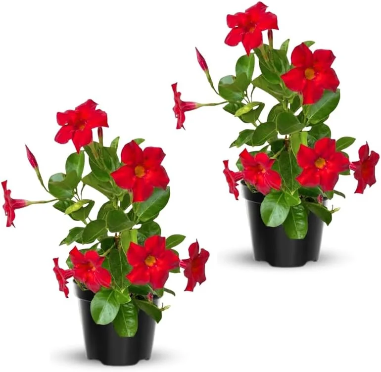 Red Mandevilla Live Plant Vine – 2 Pack, 4-7" Tall – Outdoor Flowering Shrub - Image 2