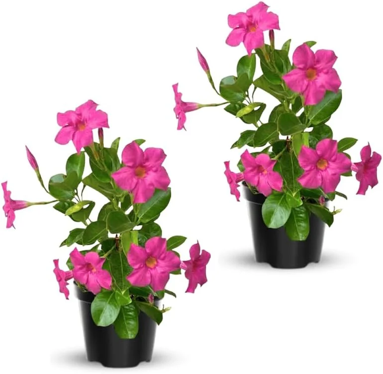 Red Mandevilla Live Plant Vine – 2 Pack, 4-7" Tall – Outdoor Flowering Shrub - Image 5