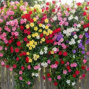 Red Mandevilla Live Plant Vine – 2 Pack, 4-7" Tall – Outdoor Flowering Shrub - Image 1