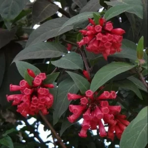 Red Night Blooming Cestrum Plant Live, 2 Starter Plants 5-8