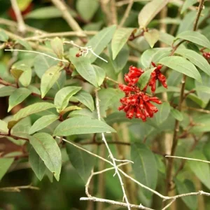 Red Night Blooming Cestrum Plant Live, 2 Starter Plants 5-8