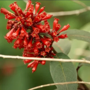 Red Night Blooming Cestrum Plant Live, 2 Starter Plants 5-8