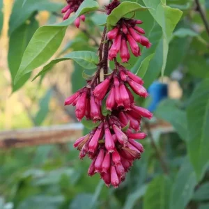 Red Night Blooming Cestrum Plant Live, 2 Starter Plants 5-8