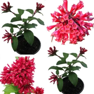 Red Night Blooming Cestrum Plant Live, 2 Starter Plants 5-8" Tall - Image 1