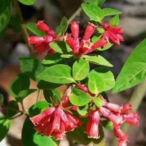 Red Night Blooming Jasmine Live Plant - Cestrum Shrub - 5-8" Tall - Image 2