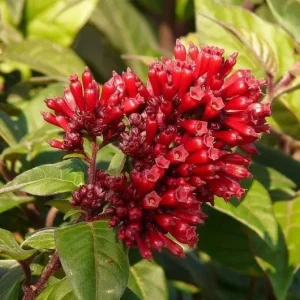 Red Night Blooming Jasmine Live Plant - Cestrum Shrub - 5-8