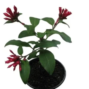 Red Night Blooming Jasmine Live Plant - Cestrum Shrub - 5-8