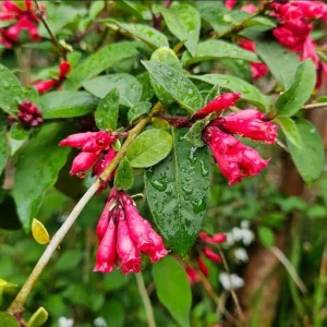 Red Night Blooming Jasmine Live Plant - Cestrum Shrub - 5-8" Tall - Image 1