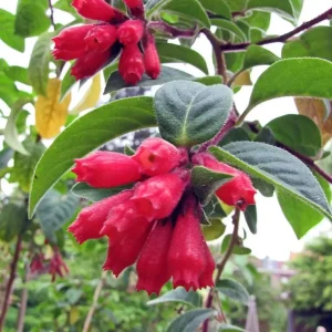 Red Night Blooming Jasmine Live Plant - Cestrum Shrub - 5-8