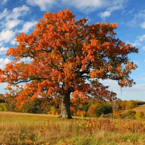 Red Oak Tree Live Plant - 6-12'' Tall Seedling in Quart Pot - Outdoor Shade Tree - Image 4