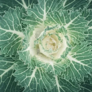 Red Ornamental Cabbage Live Plant – 4 Inch Pot – Colorful Outdoor Garden Decor - Image 2