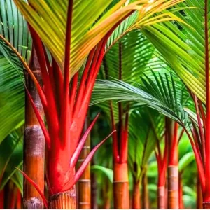 Red Palm Tree Live Plant – Fully Rooted 3 Gallon Pot – Tropical Indoor/Outdoor - Image 11