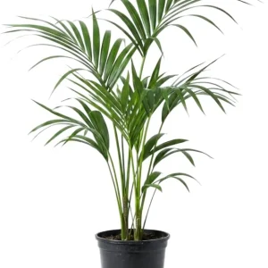 Red Palm Tree Live Plant – Fully Rooted 3 Gallon Pot – Tropical Indoor/Outdoor - Image 6