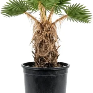Red Palm Tree Live Plant – Fully Rooted 3 Gallon Pot – Tropical Indoor/Outdoor - Image 8