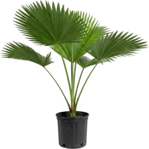 Red Palm Tree Live Plant – Fully Rooted 3 Gallon Pot – Tropical Indoor/Outdoor - Image 9