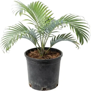 Red Palm Tree Live Plant – Fully Rooted 3 Gallon Pot – Tropical Indoor/Outdoor - Image 1