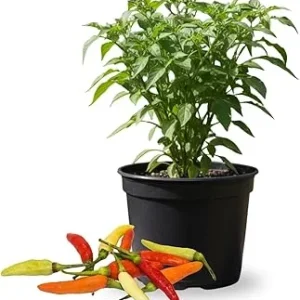 Red Pepper Live Plants – 2 Pack, 4 Inch Pot – Garden & Patio Vegetable - Image 5