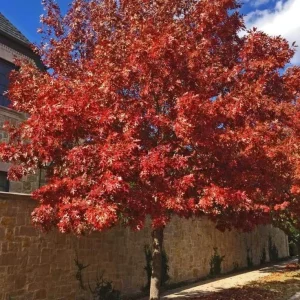 Red Pin Oak Tree Live Plant 4" Pot, 1 Year Old, 6-12 Inches Tall, Outdoor Shade Tree - Image 2