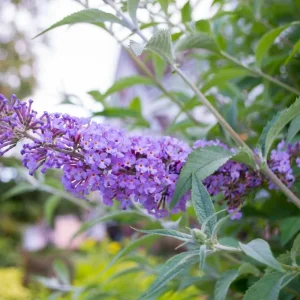 Red Pink Butterfly Bush Live Plant - 4 Inch Pot - Outdoor Shrub - Image 2