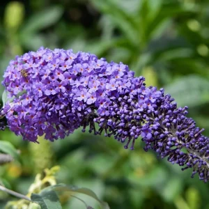 Red Pink Butterfly Bush Live Plant - 4 Inch Pot - Outdoor Shrub - Image 3