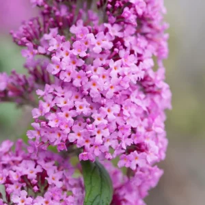 Red Pink Butterfly Bush Live Plant - 4 Inch Pot - Outdoor Shrub - Image 4
