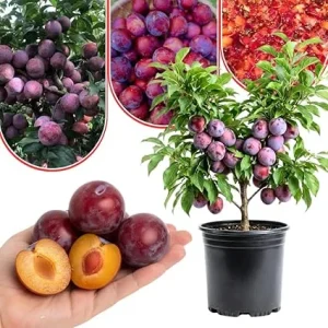 Red Plum Tree Live Plant 2-3 Feet Tall - Hardy, Early Bearing Variety, Bareroot - Image 3