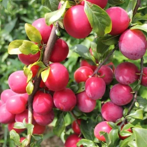 Red Plum Tree Live Plant – 2-3 Years Old – 2-3 Feet Tall – Sweet Red Plum - Image 2
