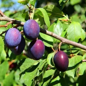 Red Plum Tree Live Plant – 3 Feet Tall, Sweet Fruit, Bareroot & Dormant - Image 1