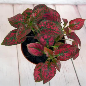 Red Polka Dot Plant Live Houseplant – Hypoestes Phyllostachya – 3 Inch Pot – Indoor/Outdoor - Image 2