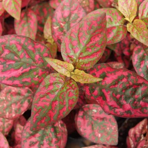 Red Polka Dot Plant Live Houseplant – Hypoestes Phyllostachya – 3 Inch Pot – Indoor/Outdoor - Image 4
