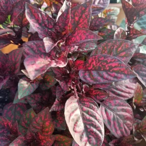 Red Polka Dot Plant Live Houseplant – Hypoestes Phyllostachya – 3 Inch Pot – Indoor/Outdoor - Image 5