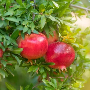 Red Pomegranate Tree Plant – Granatum Punicum – Live Starter Plant – 9-12 Inch Tall - Image 10