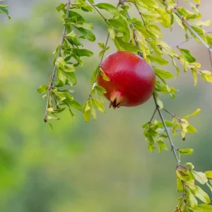 Red Pomegranate Tree Plant – Granatum Punicum – Live Starter Plant – 9-12 Inch Tall - Image 2