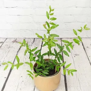 Red Pomegranate Tree Plant – Granatum Punicum – Live Starter Plant – 9-12 Inch Tall - Image 3