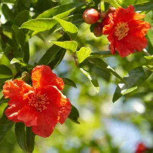 Red Pomegranate Tree Plant – Granatum Punicum – Live Starter Plant – 9-12 Inch Tall - Image 5
