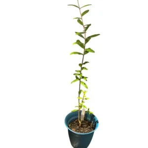 Red Pomegranate Tree Plant – Granatum Punicum – Live Starter Plant – 9-12 Inch Tall - Image 6